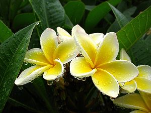 Frangipani