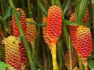 Ginger flower