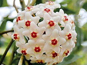 Hoya carnosa scented