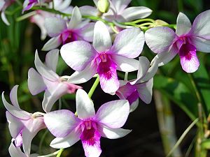 Orchids