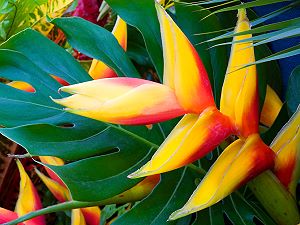 Parrot's beak (heliconia)