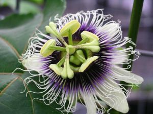 Passionflower, passion fruit