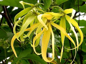 Ylang-Ylang