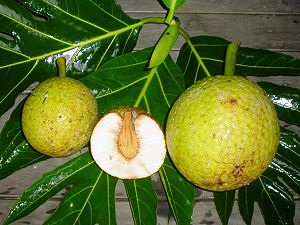 Breadfruit