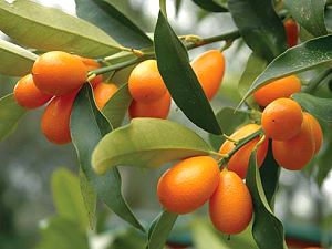 Kumquats