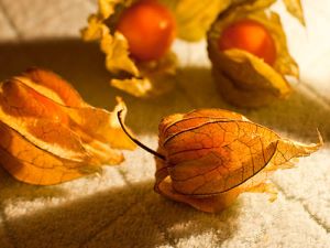 Physalis