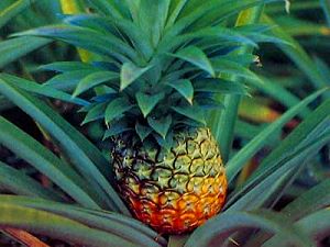 Pineapple