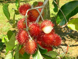 Rambutans