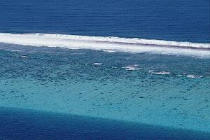 Coral reef shelter, protection of small tropical fish