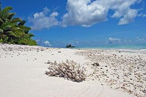 Coral in the foot, be careful of coral wounds