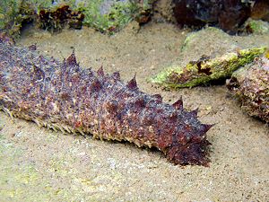 Sea cucumber