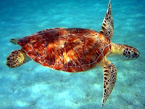 Loggerhead sea turtle