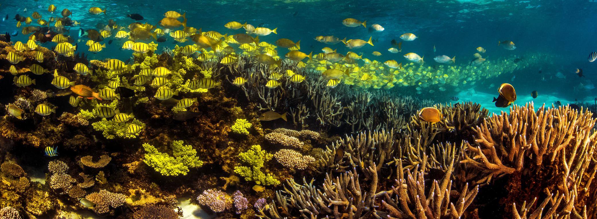 Récif corallien pour le snorkeling