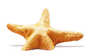 starfish