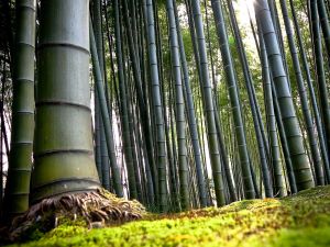 Bamboos