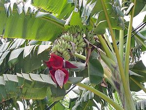 Banana trees and bananas