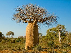 African Baobab in the Savannah