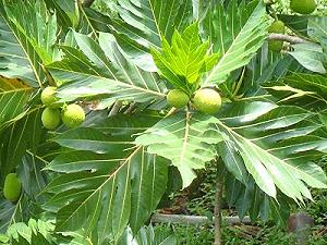 Breadfruit tree