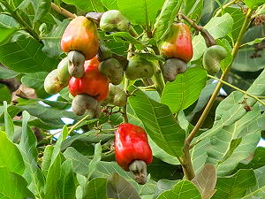 Cashew nuts under the walnut apple