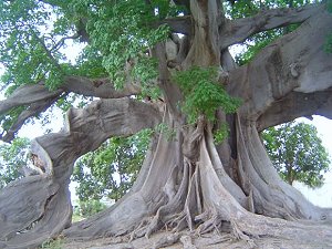 Tentacular roots from the cheese tree