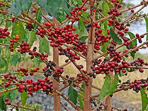 Coffee, the grain is in a shell