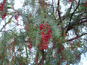 False pepper tree, pink pepper tree