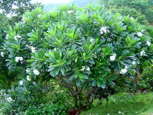 Frangipani and its flowers