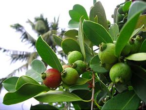 Guava tree