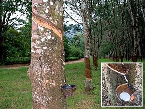 Hevea, latex tree, natural rubber