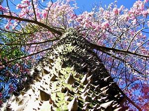 Kapok tree with a sharp trunk