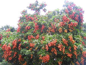 Lychee tree