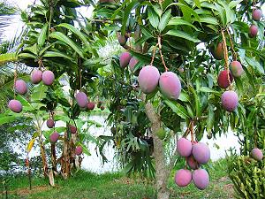 Mango tree