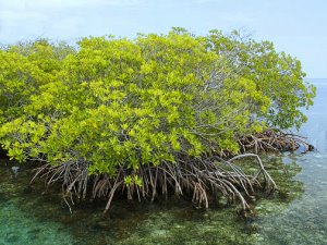 Lagoon mangroves