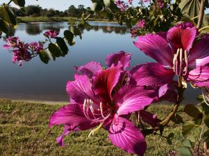 Orchid tree