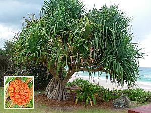 Pandan tree and its fruit