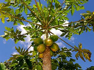 Papaya tree