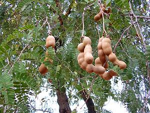 Tamarind tree