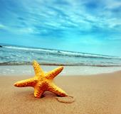 Sea Star on the Tropics