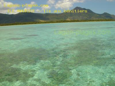 Giant clam benitier, MAURITIUS Beach