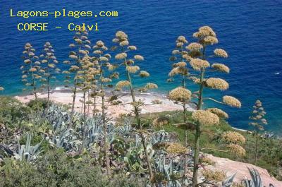 Calvi, CORSICA Beach