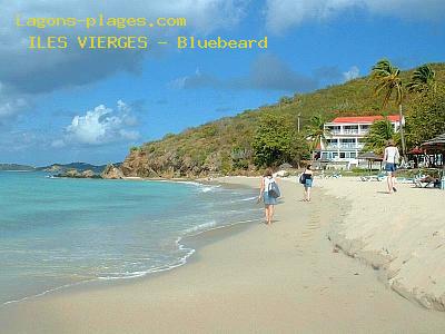 Blue beard, VIRGIN ISLANDS Beach